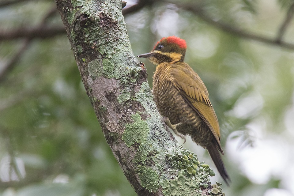 Golden-green Woodpecker - Oscar Bordon