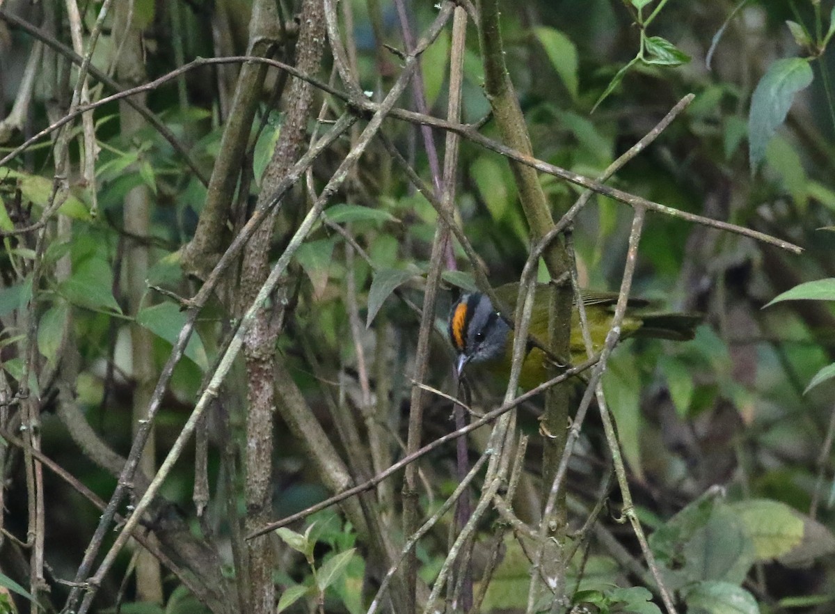 Russet-crowned Warbler - Daniel Branch