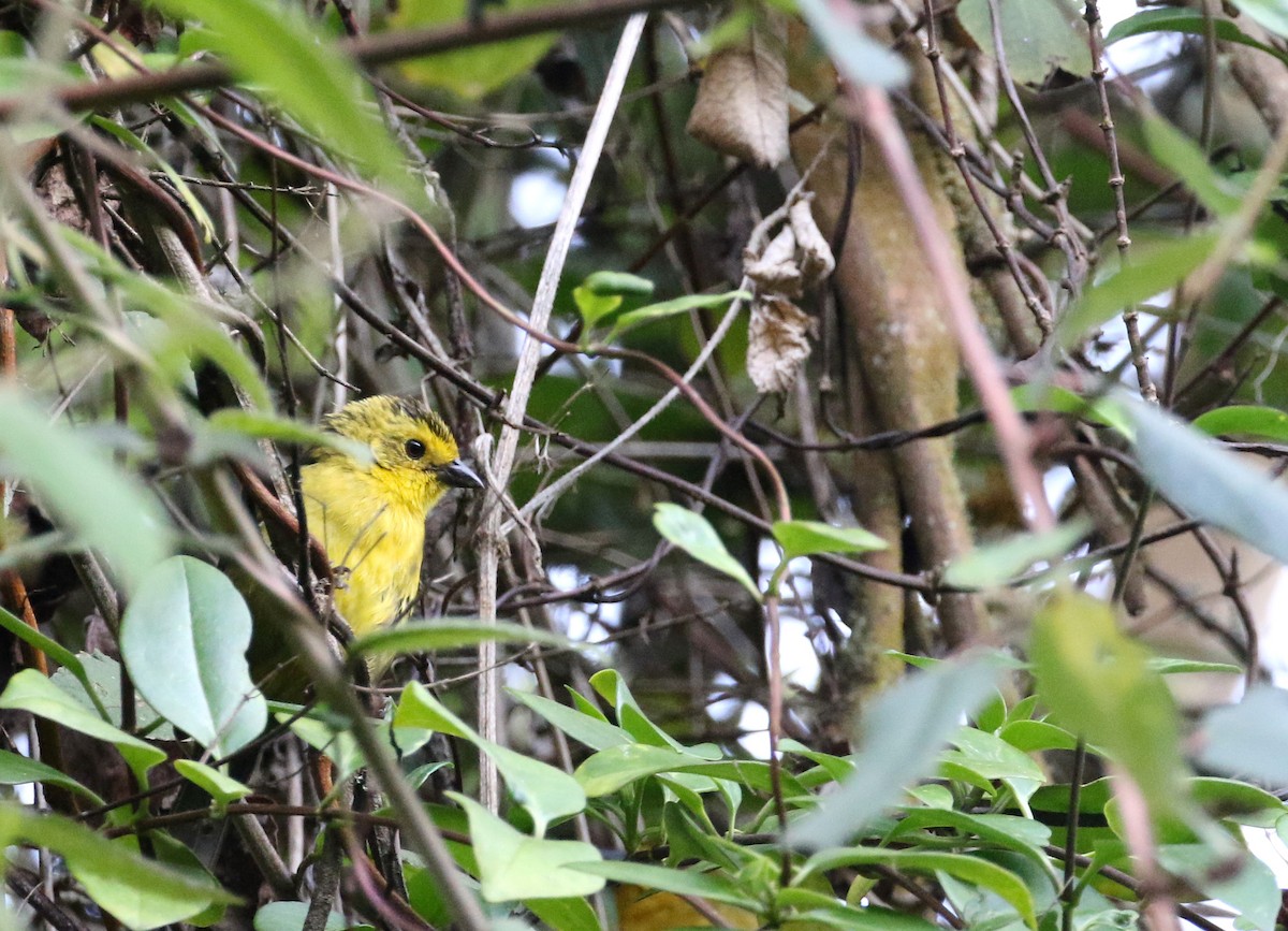 Yellow-headed Brushfinch - Daniel Branch