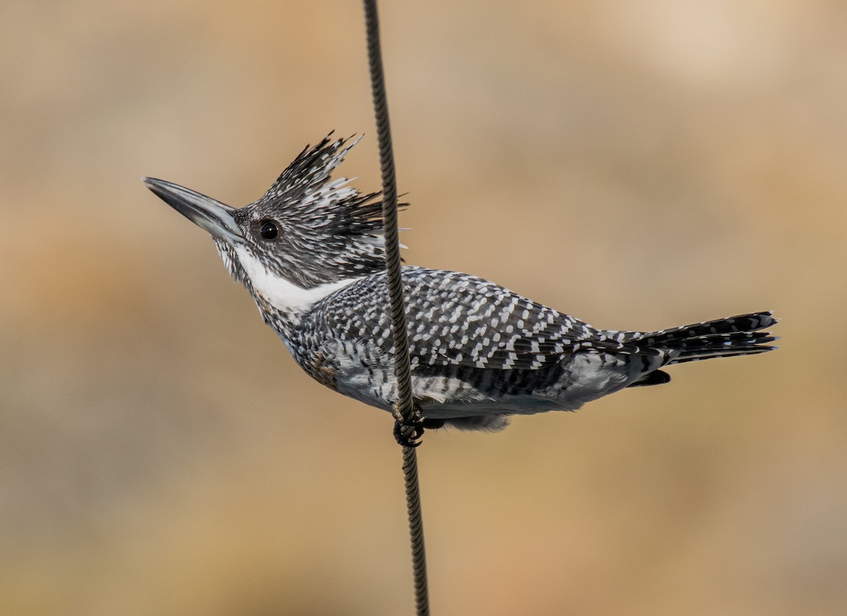 Crested Kingfisher - ML194677631