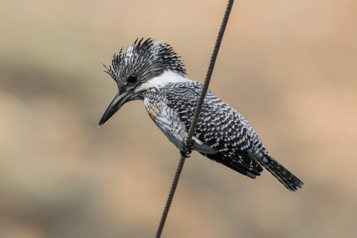 Crested Kingfisher - ML194677711