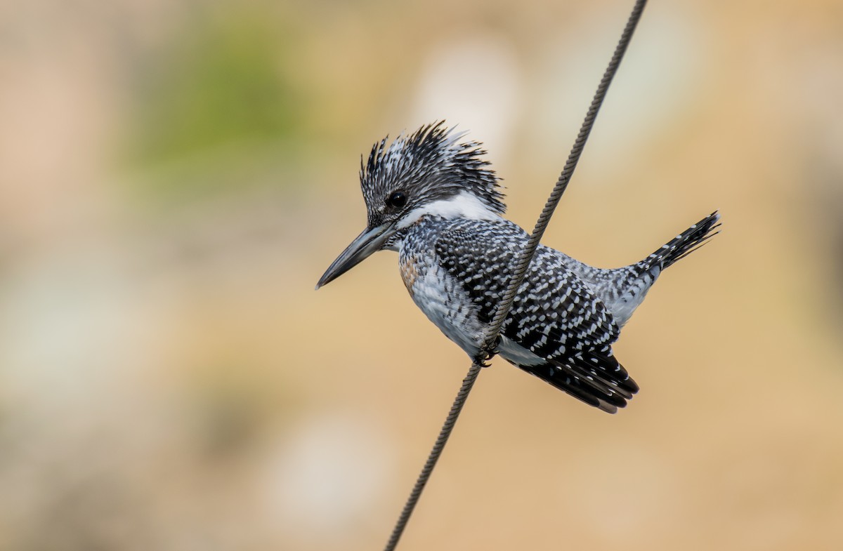 Crested Kingfisher - ML194677781