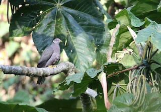 Band-tailed Pigeon (White-necked), ML194677811