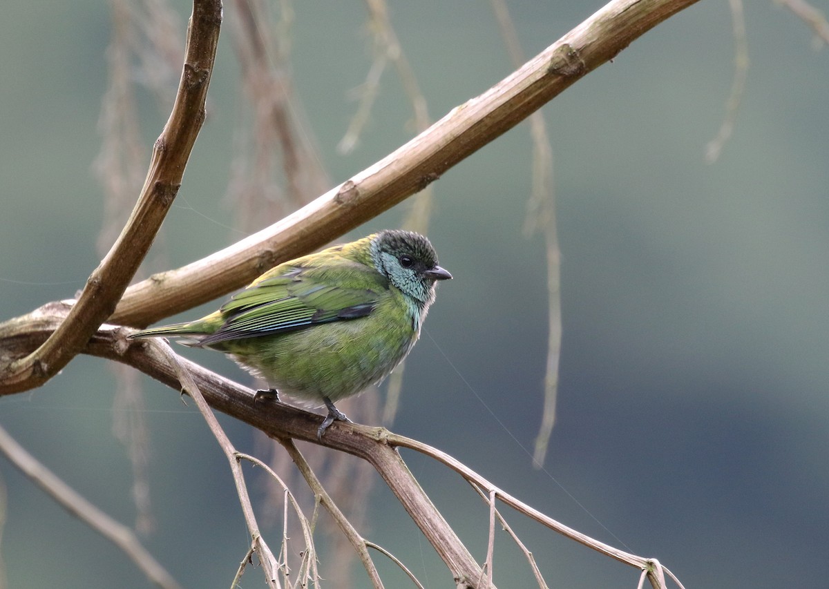 Black-capped Tanager - Daniel Branch
