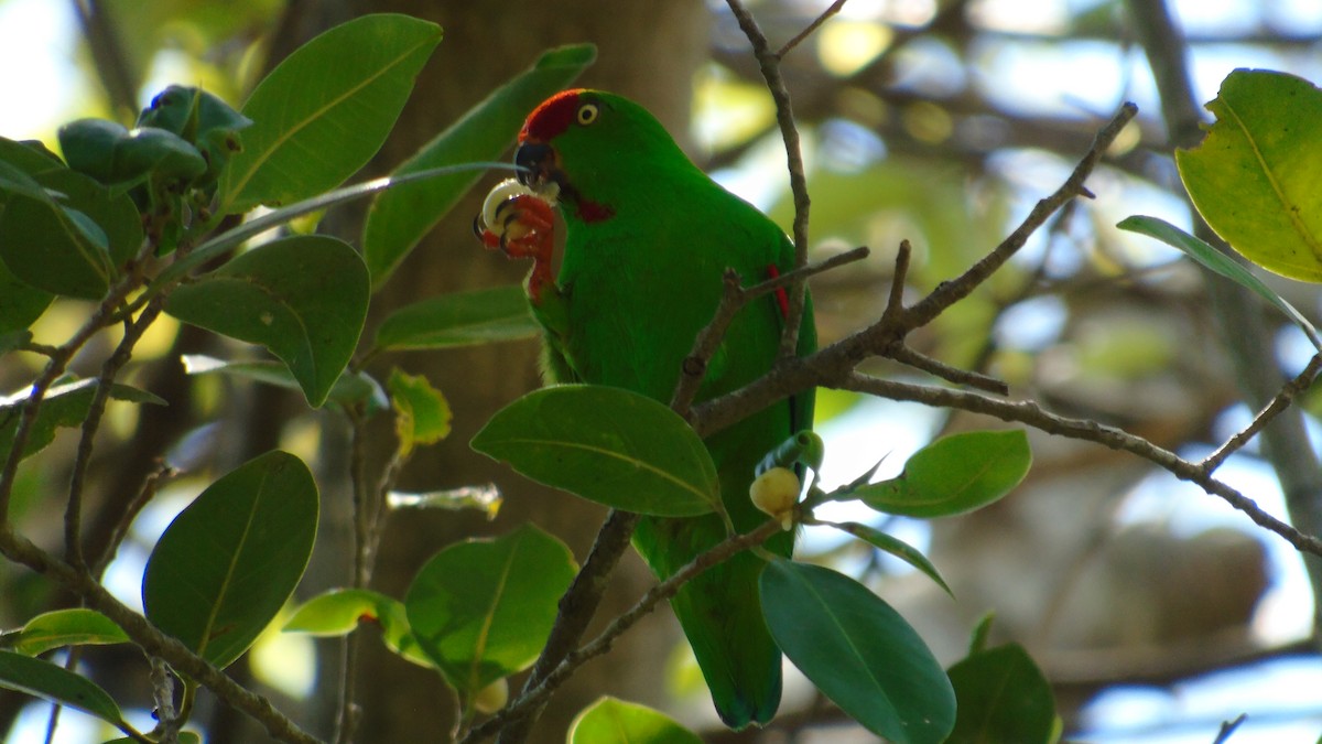 Sulawesi Hanging-Parrot - ML194678961