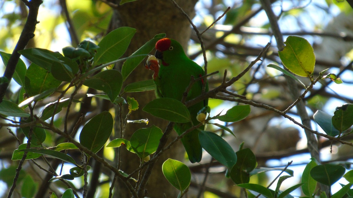 Sulawesi Hanging-Parrot - Alif Lutfi