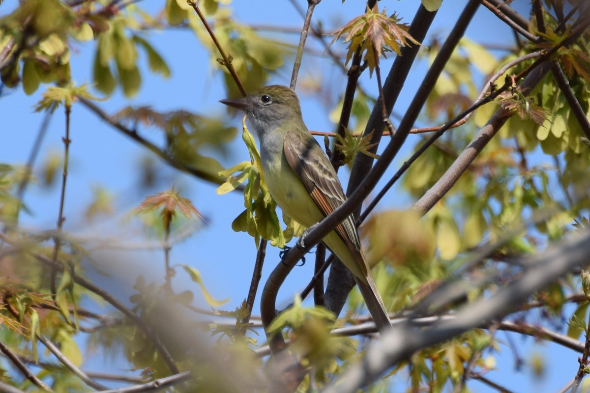 Great Crested Flycatcher - ML194680691
