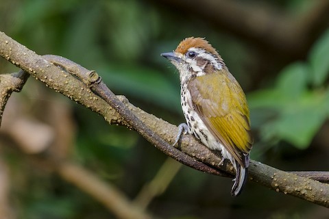 Photos - Speckled Piculet - Picumnus innominatus - Birds of the World