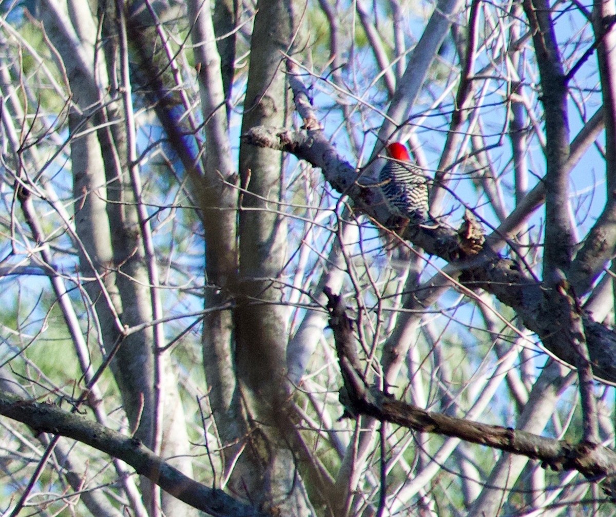 Red-bellied Woodpecker - ML194698121