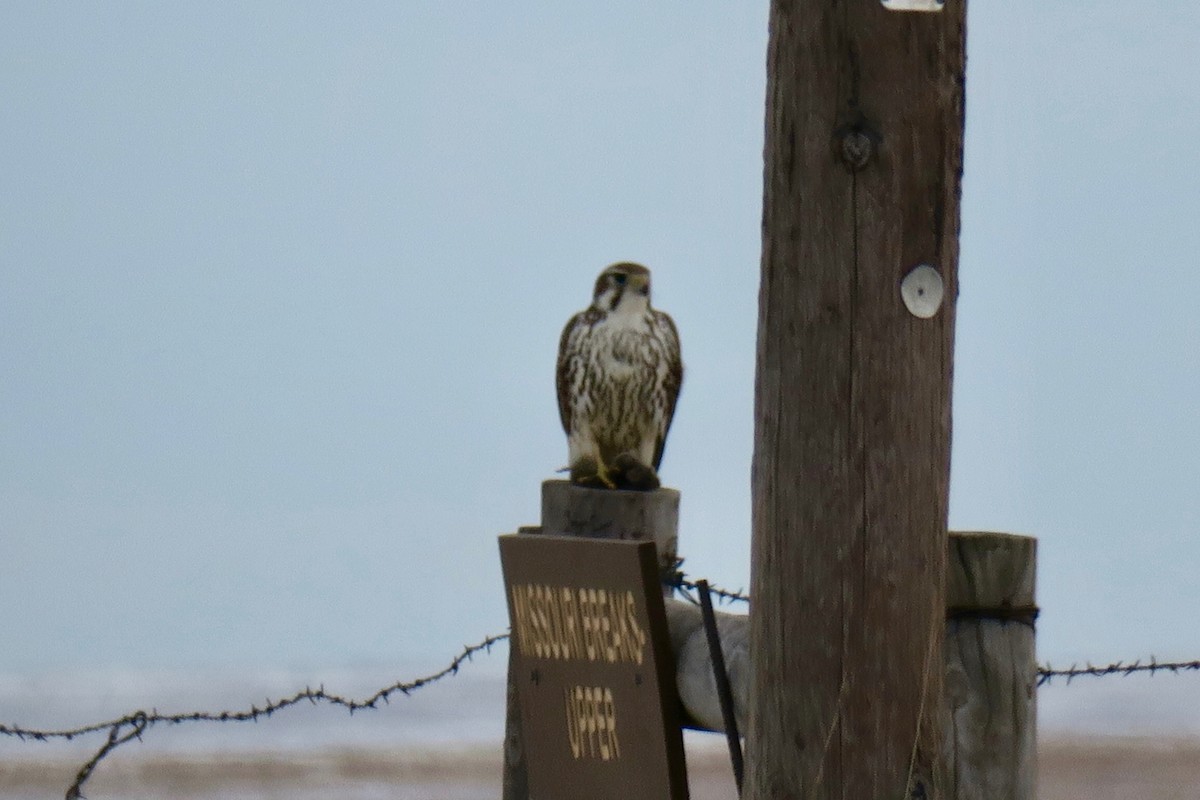 Prairie Falcon - Joe Coppock