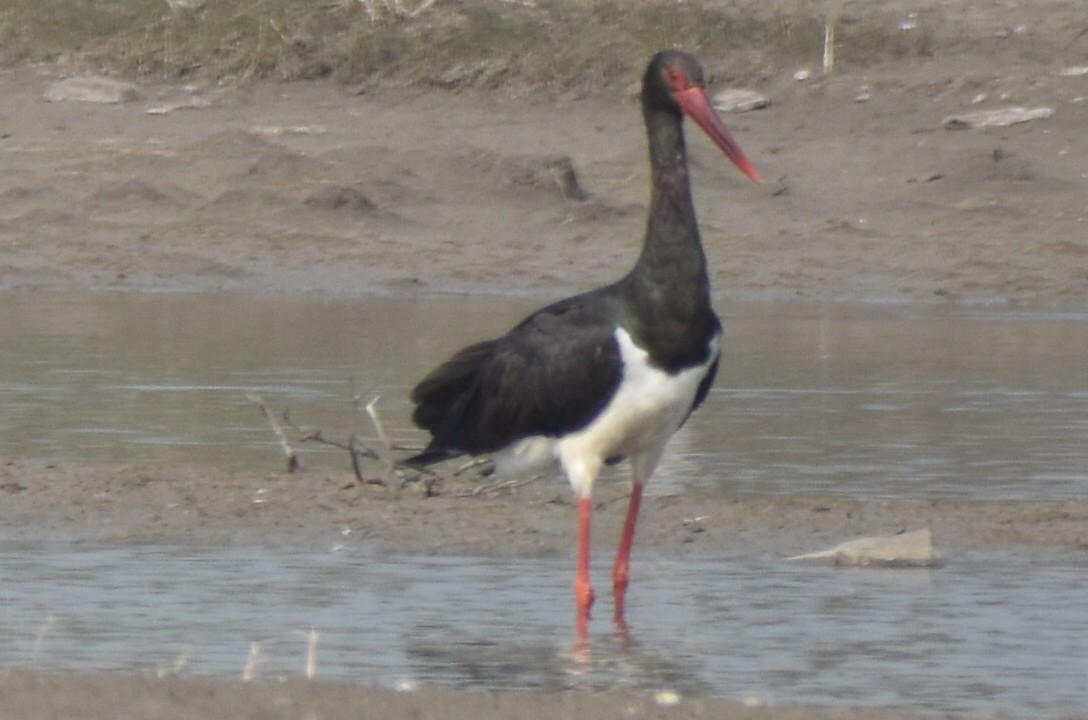 Black Stork - Raju Soni