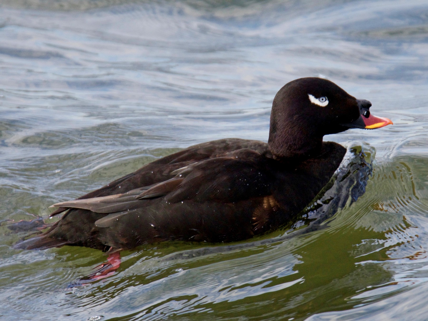 Stejneger's Scoter - Yasuhiko Komatsu