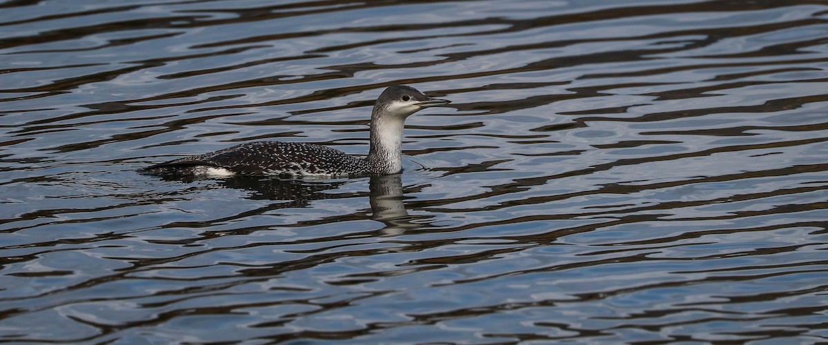 Red-throated Loon - ML194702591