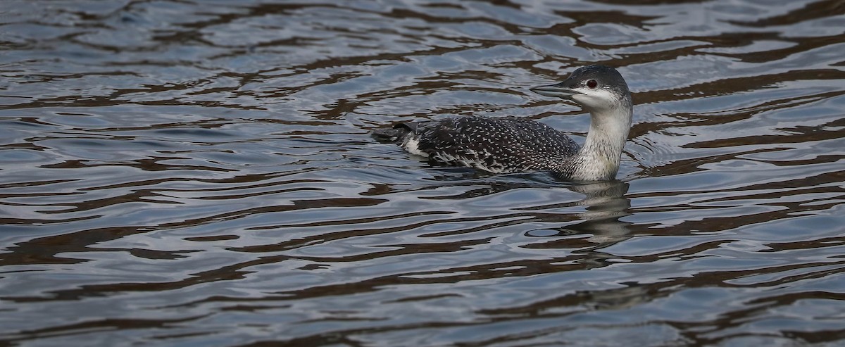 Red-throated Loon - ML194702651