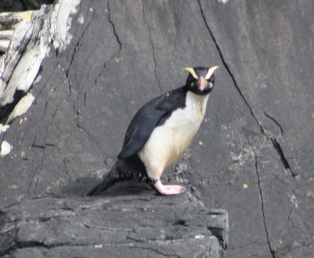 Fiordland Penguin - ML194703831