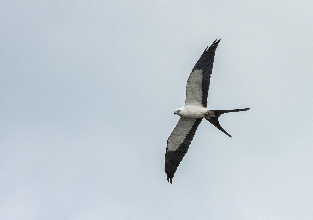 Swallow-tailed Kite - Aisse Gaertner