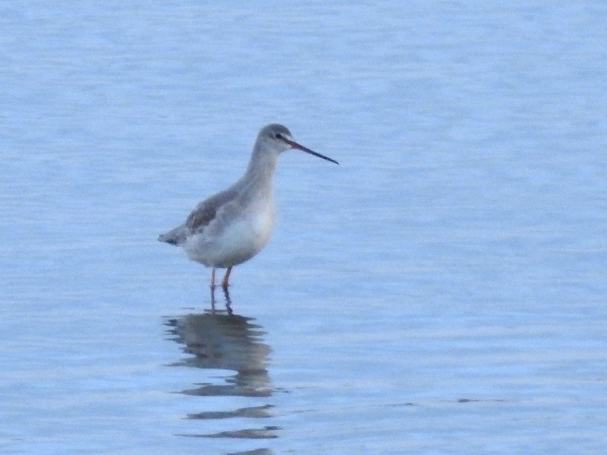 Spotted Redshank - ML194705151
