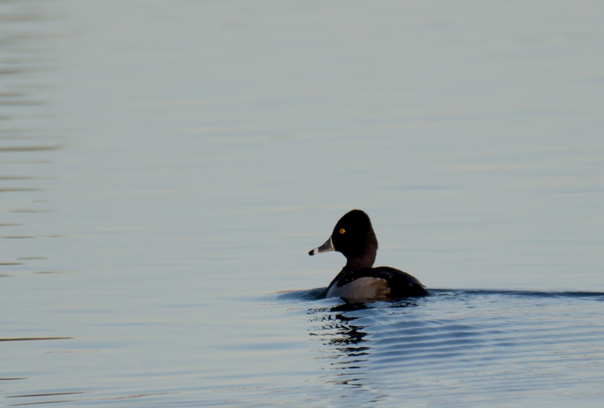 Ring-necked Duck - ML194706731