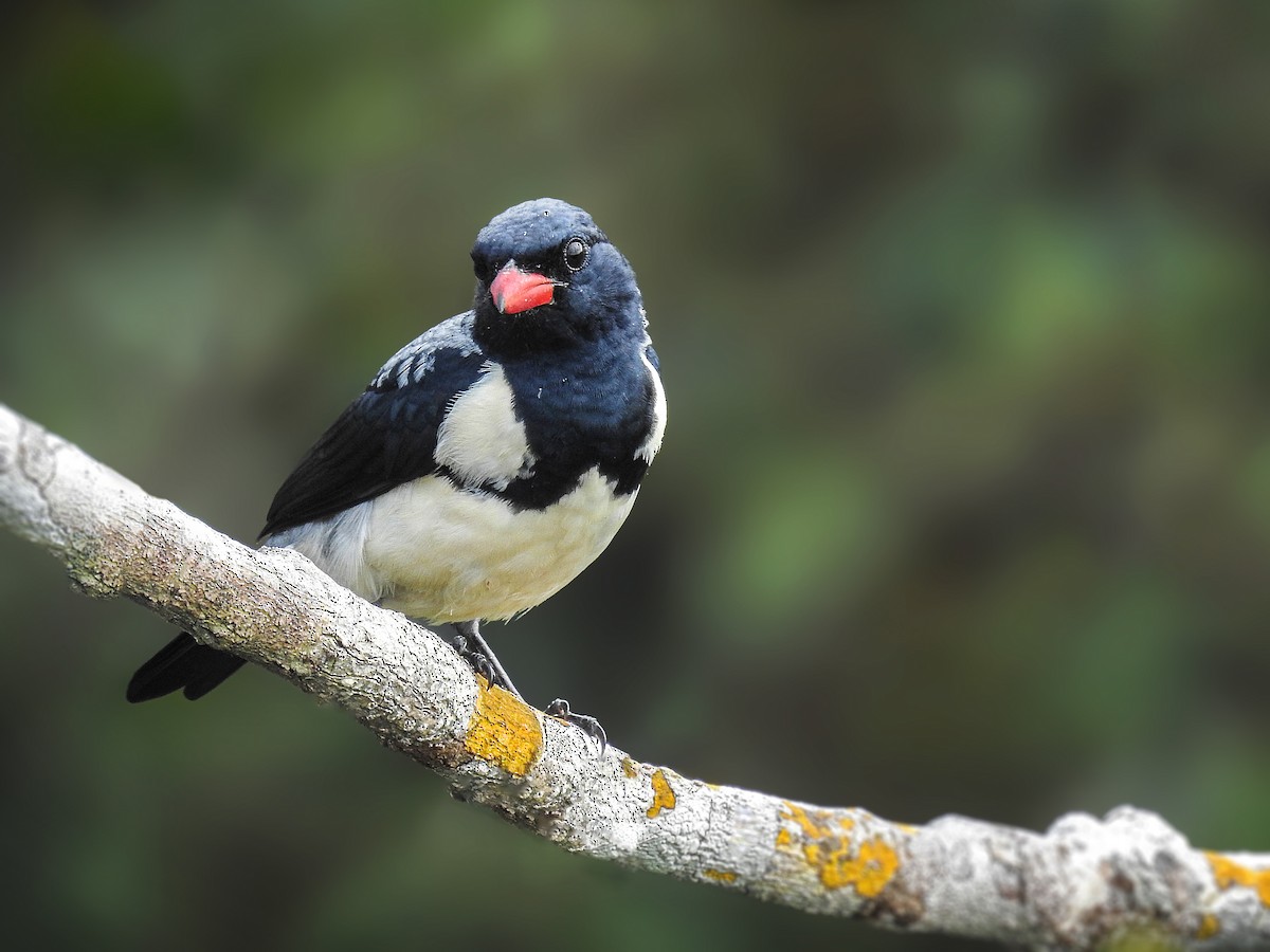 Red-billed Pied Tanager - Aisse Gaertner