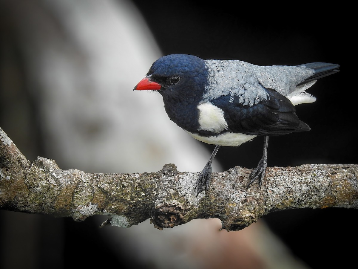Red-billed Pied Tanager - ML194706891