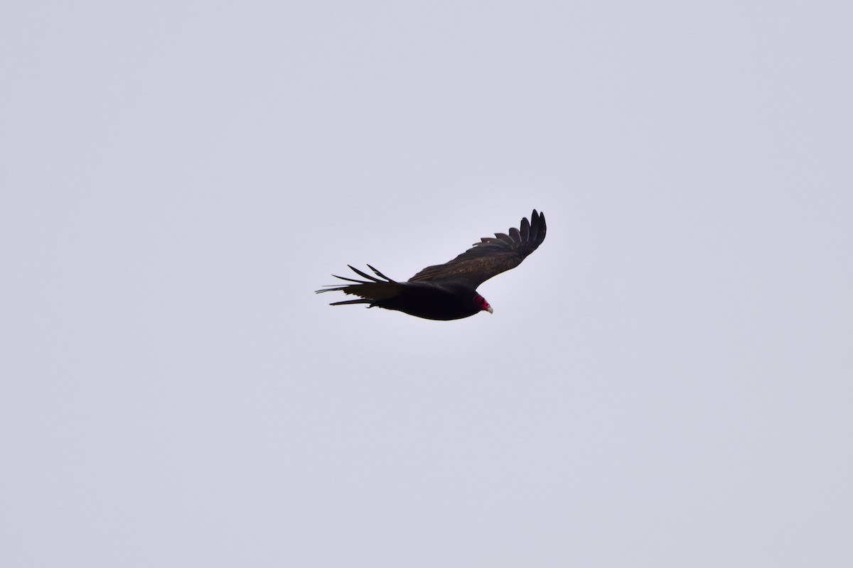 Turkey Vulture - Connor Cochrane