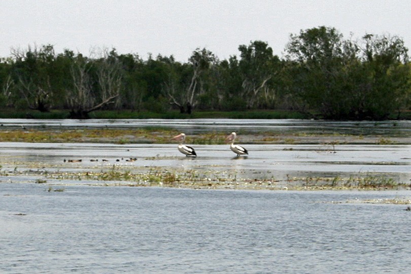 pelikán australský - ML194711431