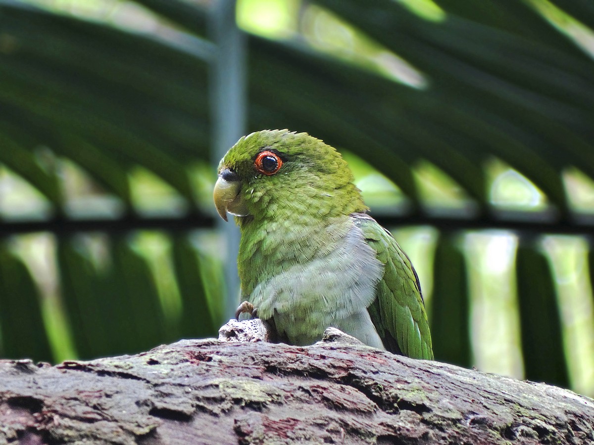Brown-backed Parrotlet - ML194726281