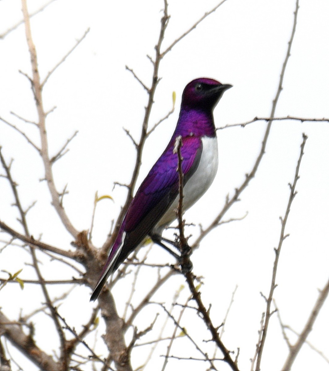 Violet-backed Starling - ML194726741