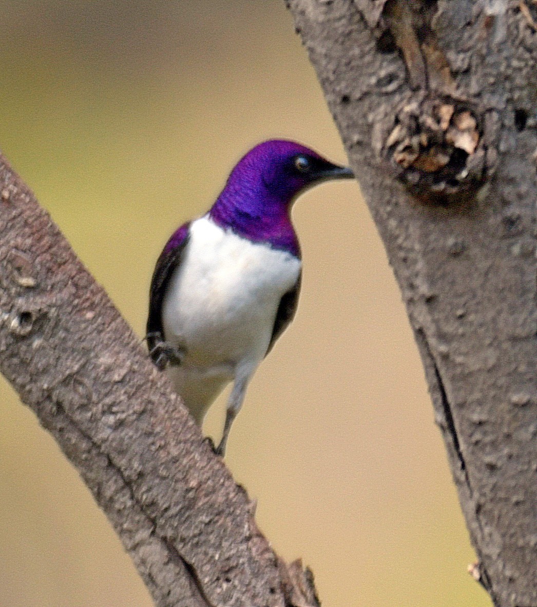 Violet-backed Starling - ML194726761