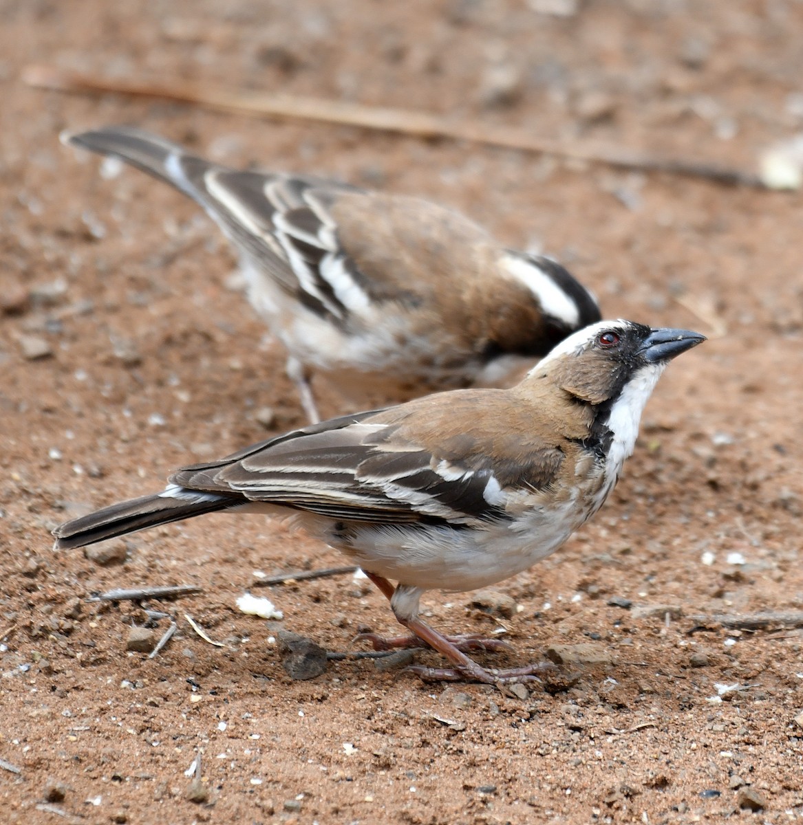 White-browed Sparrow-Weaver - ML194726791