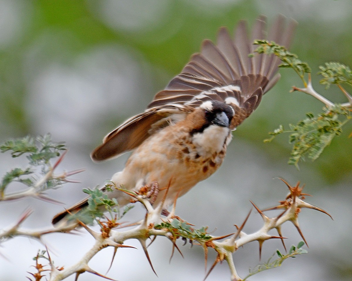 White-browed Sparrow-Weaver - ML194726841