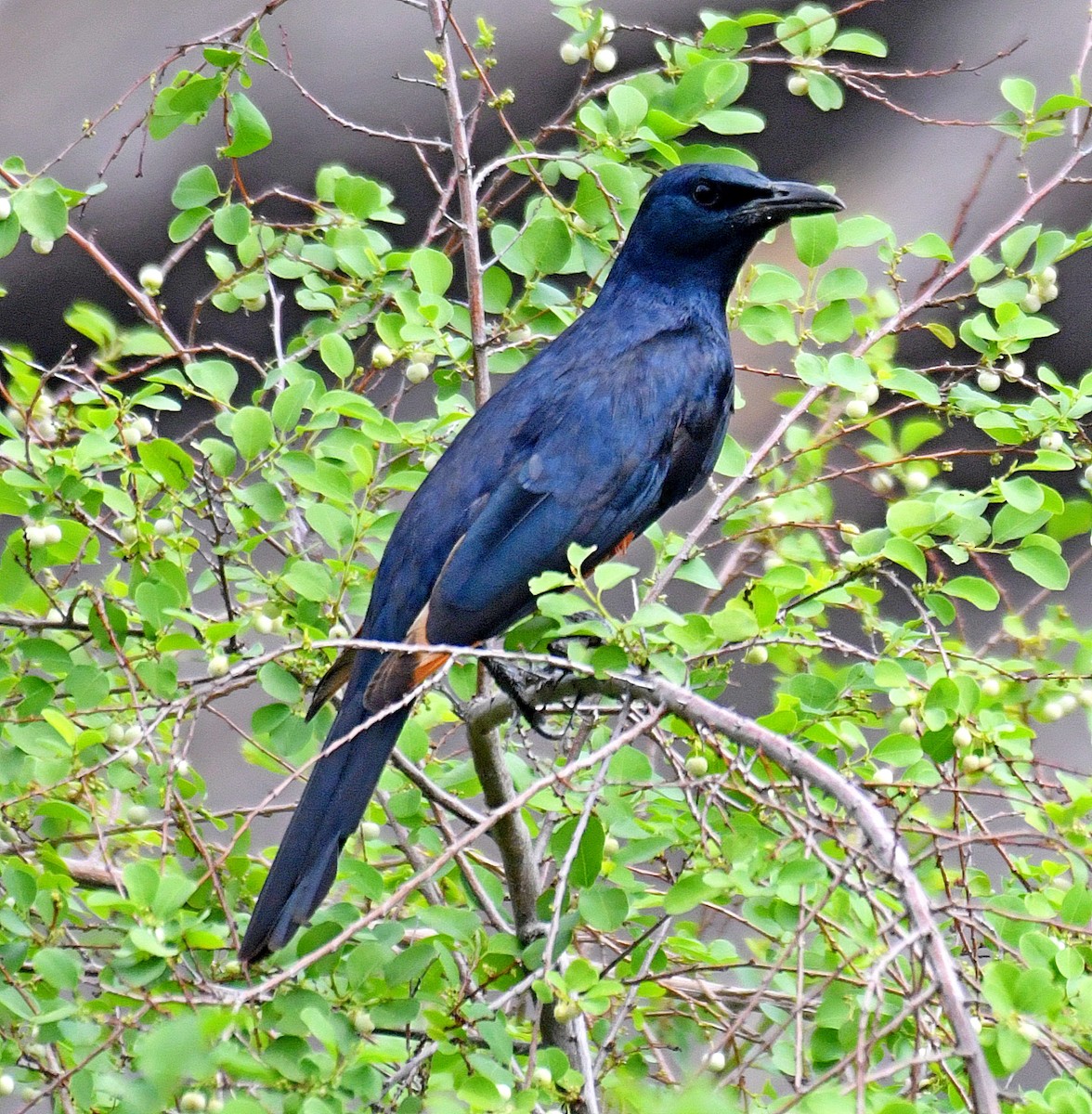 Red-winged Starling - ML194726921