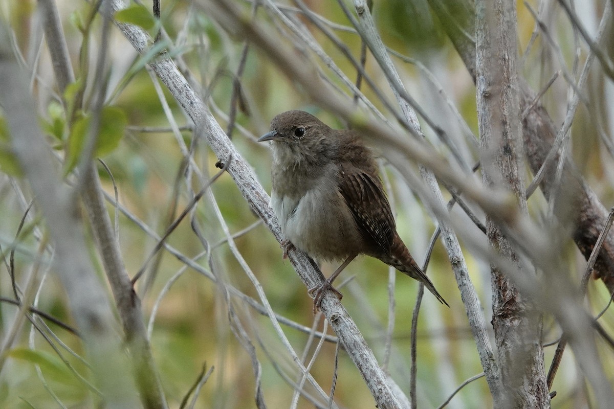 House Wren - Kathryn Young