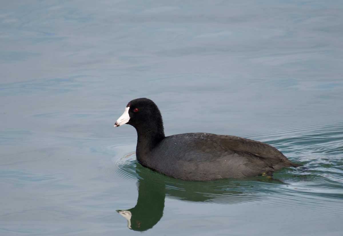 American Coot (Red-shielded) - ML194735641