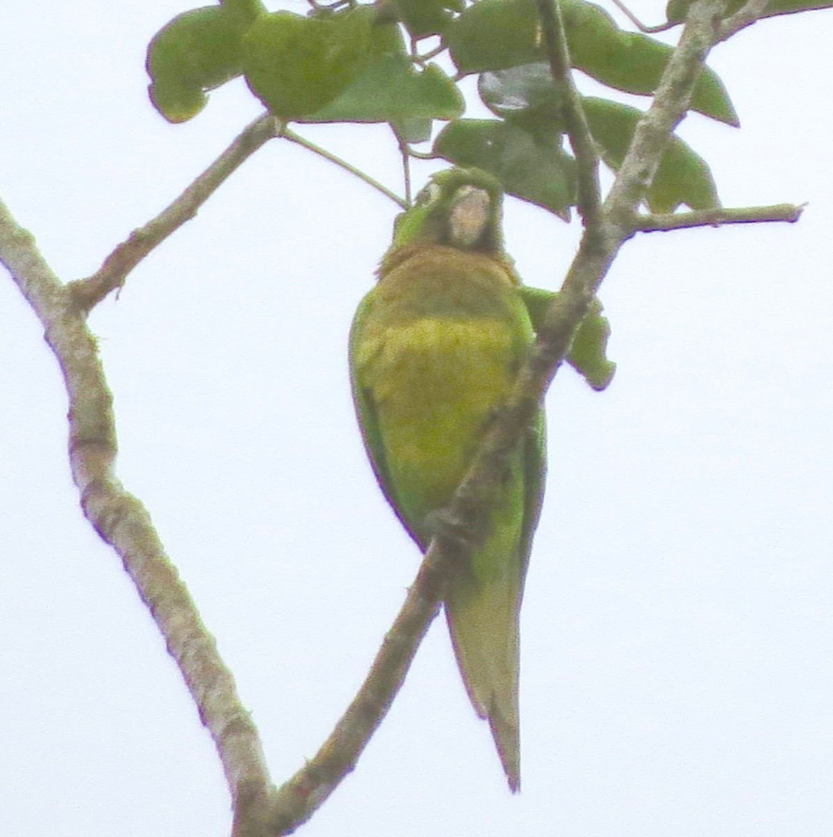 Olive-throated Parakeet - Kathy Duret