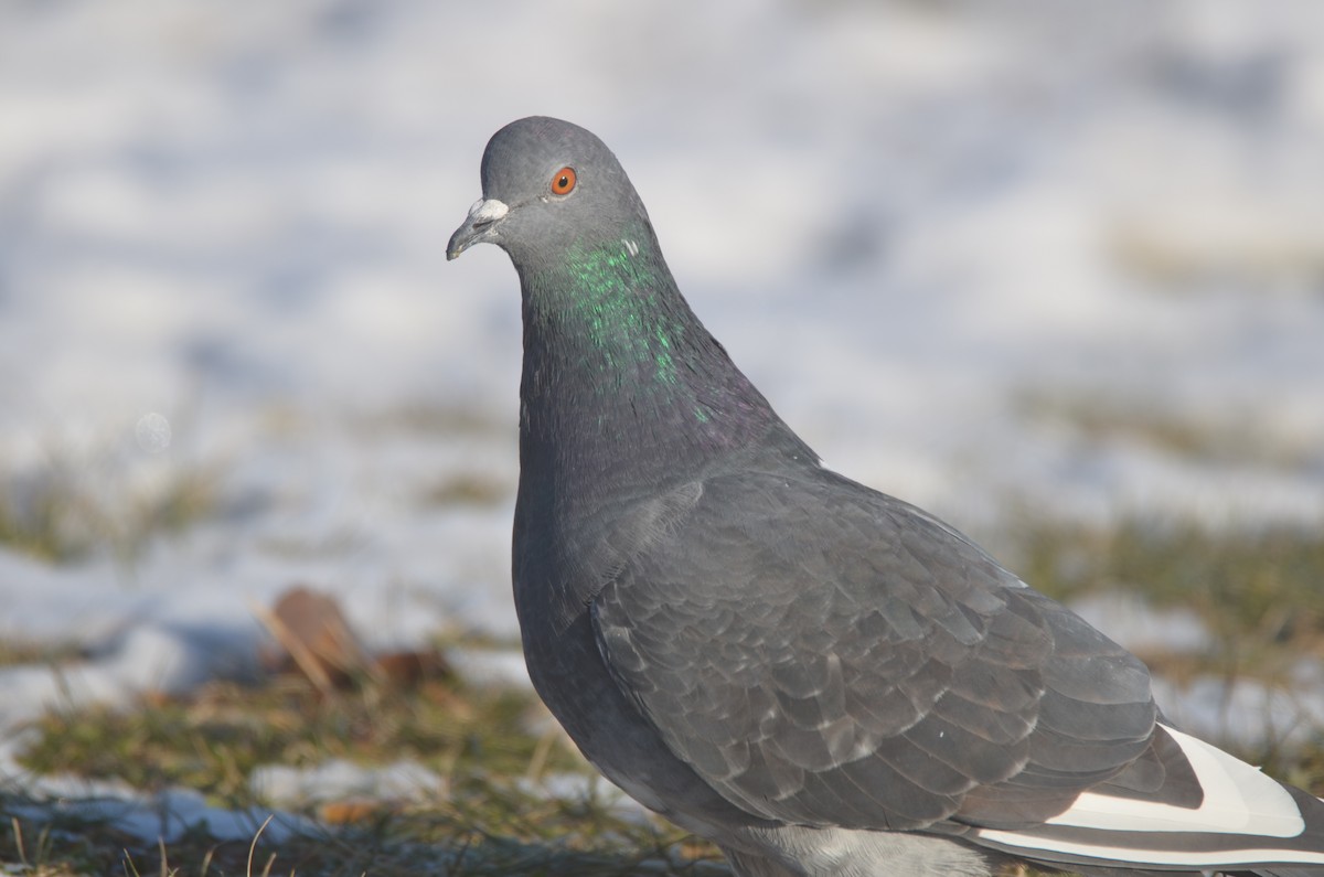 Rock Pigeon (Feral Pigeon) - ML194741091