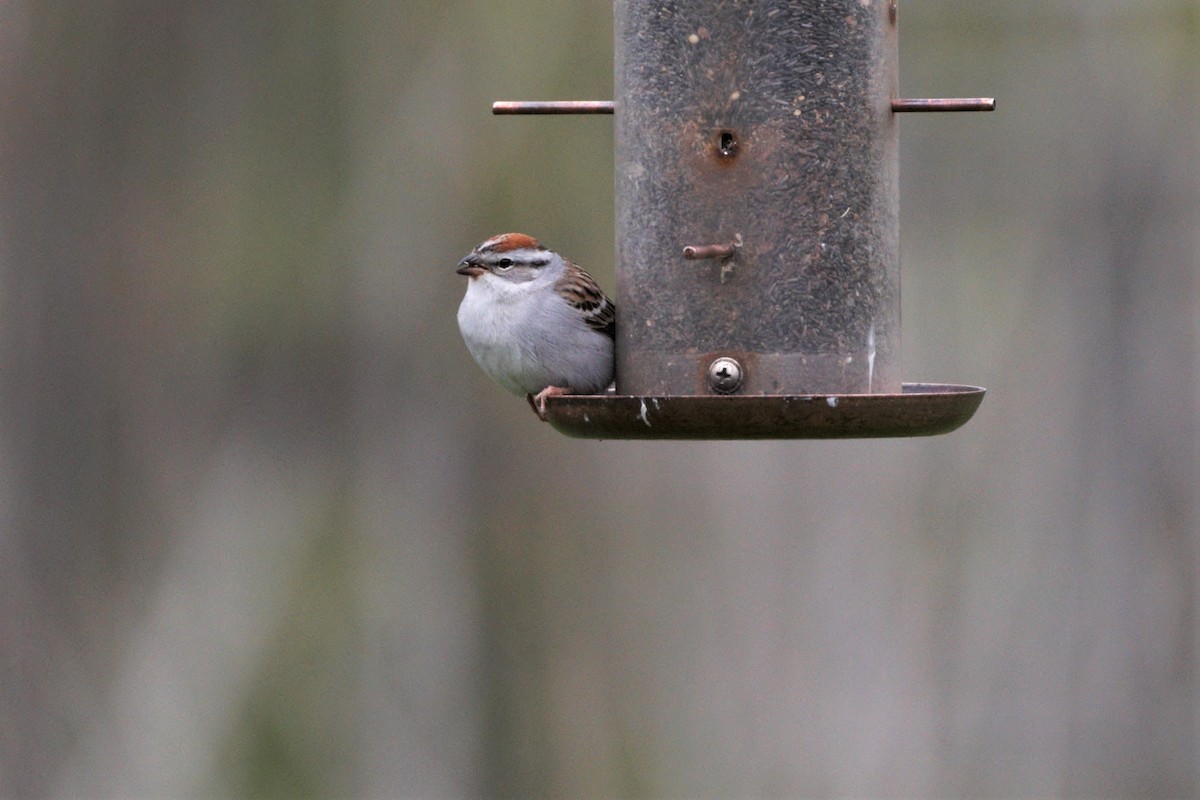 Chipping Sparrow - Pablo Silber