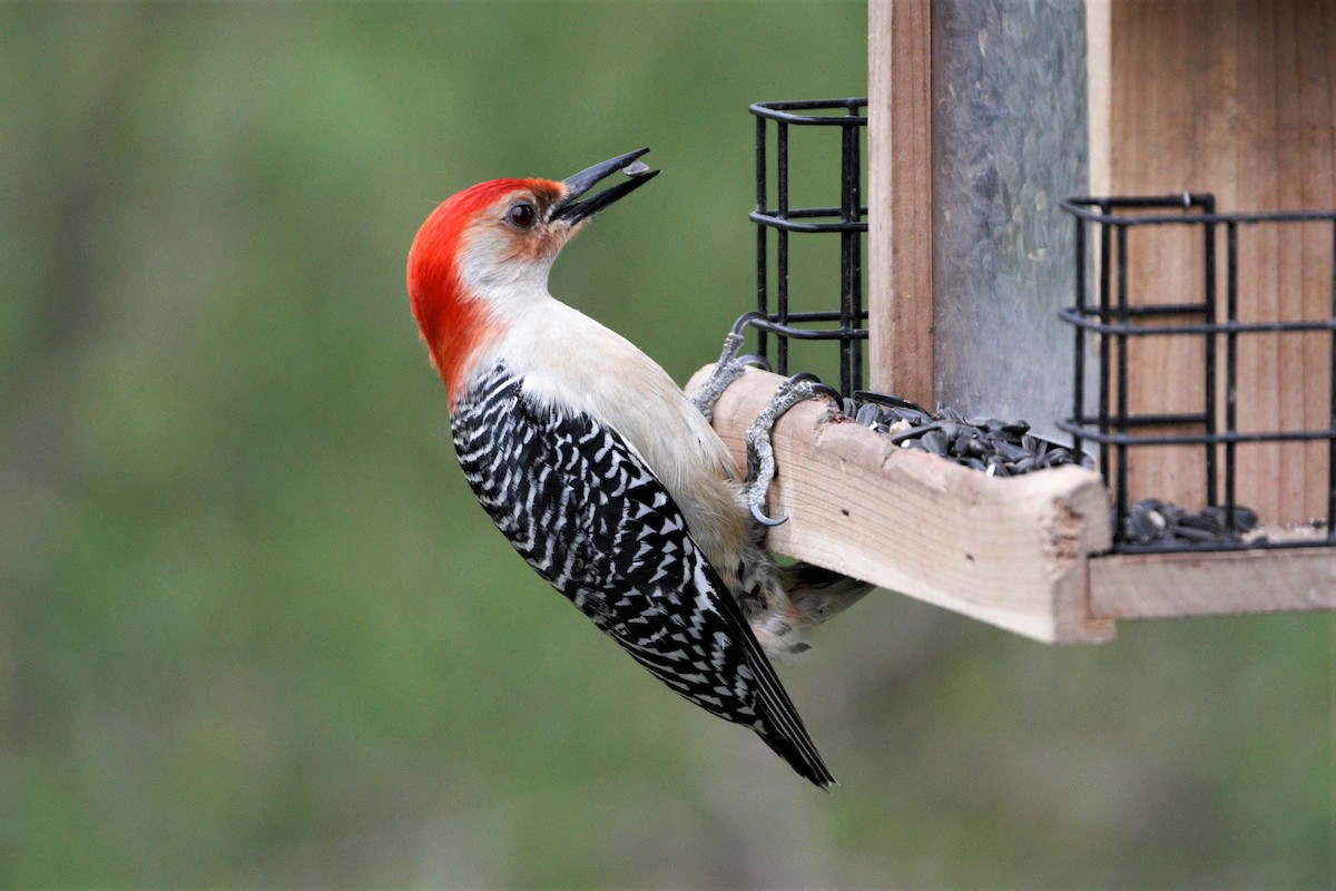 Red-bellied Woodpecker - ML194747421