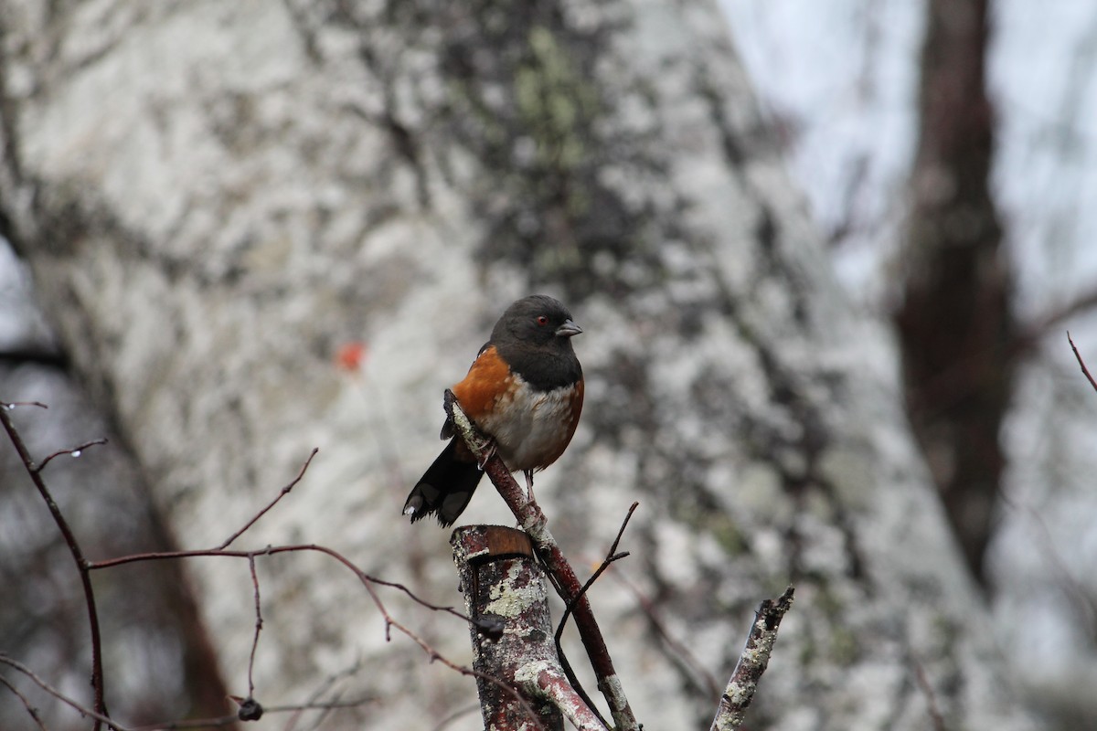 Spotted Towhee - ML194748291