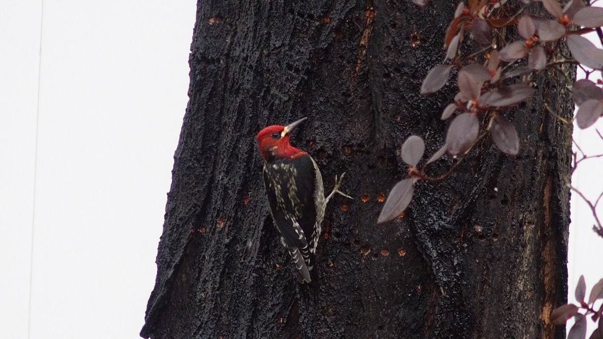 Red-breasted Sapsucker - Rita Stowell