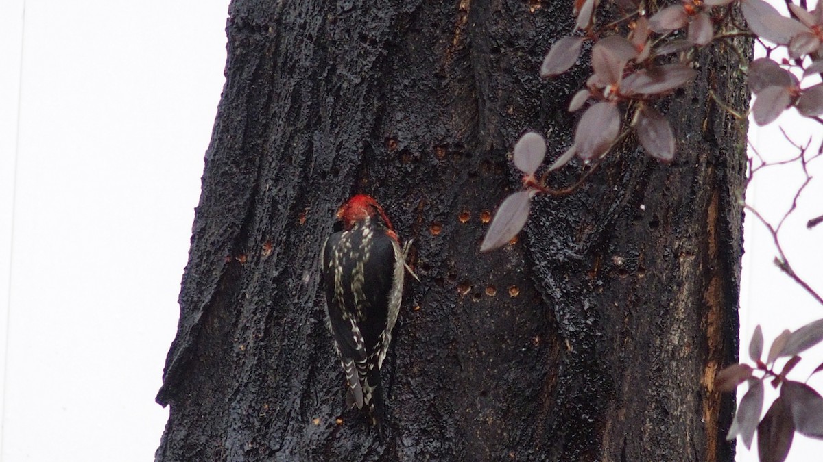Red-breasted Sapsucker - ML194748541