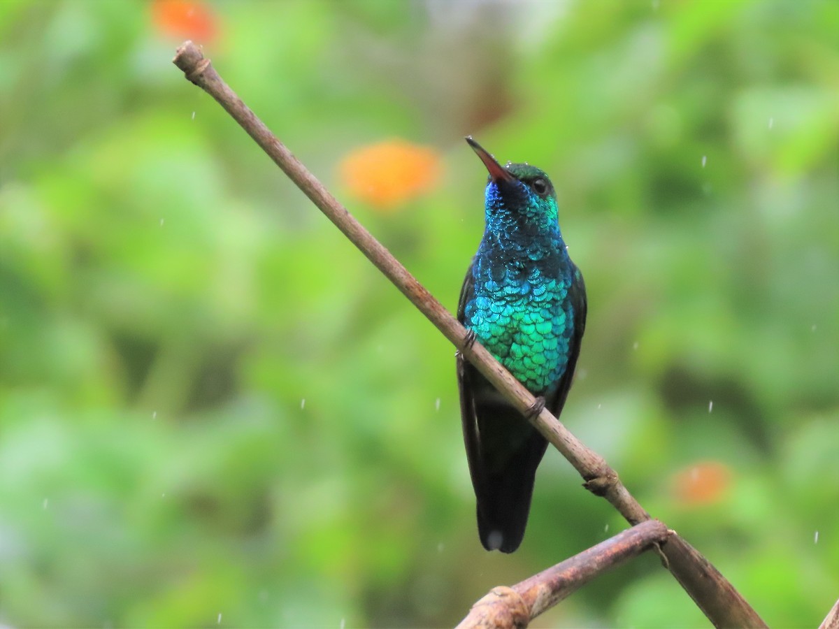 kolibřík modrobradý - ML194749861