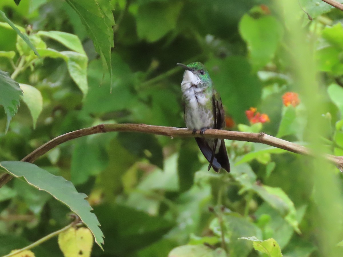 kolibřík běloprsý - ML194750831