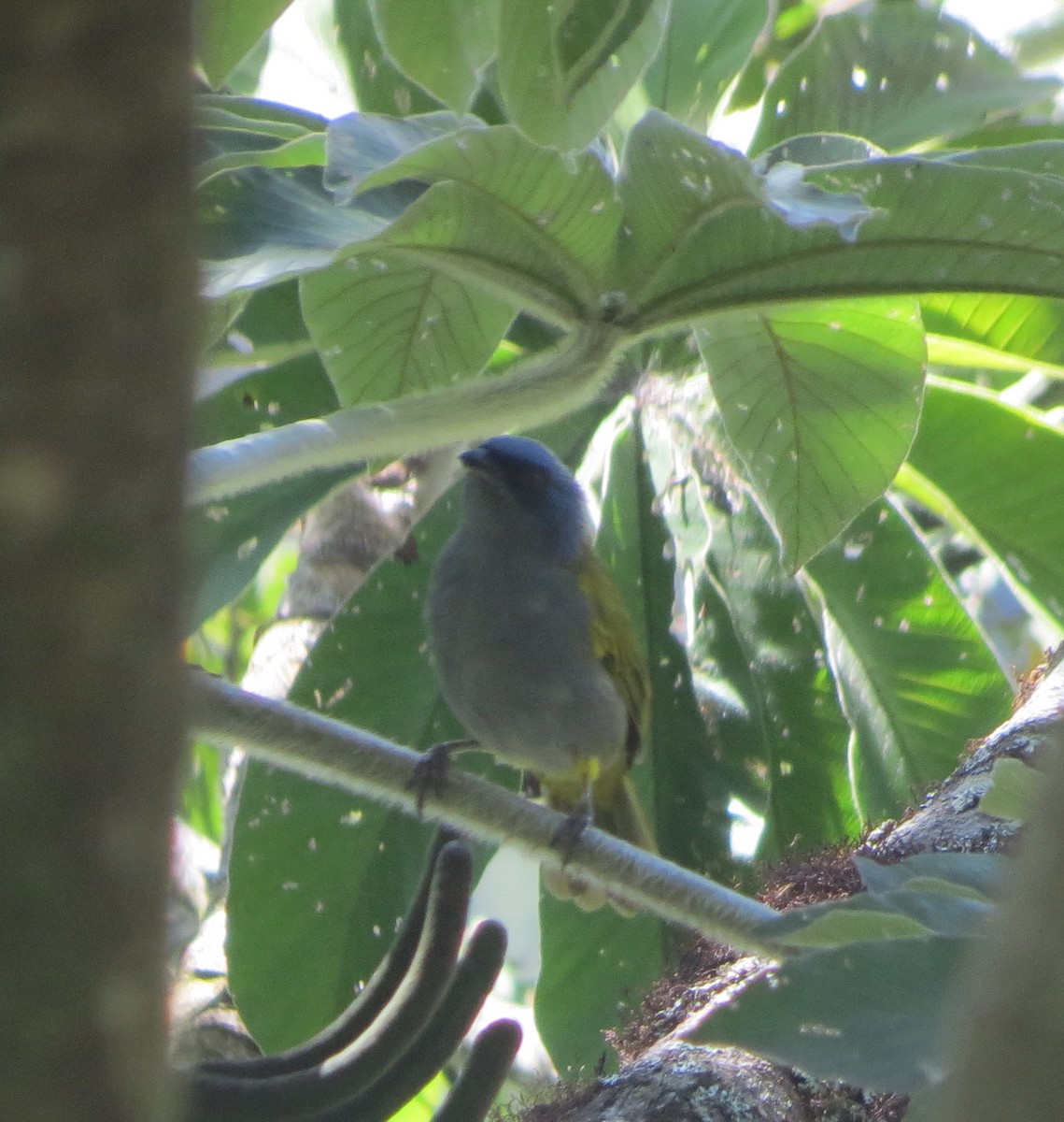 Blue-capped Tanager - ML194755691
