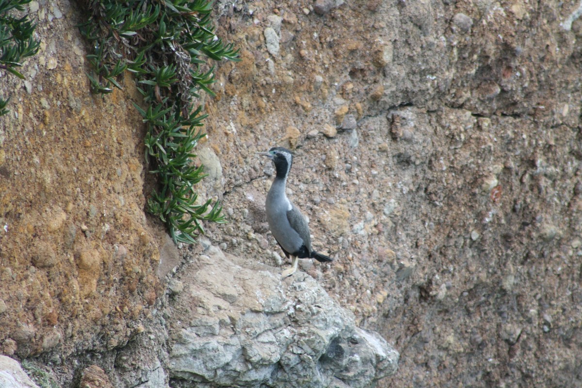 Spotted Shag - ML194756321