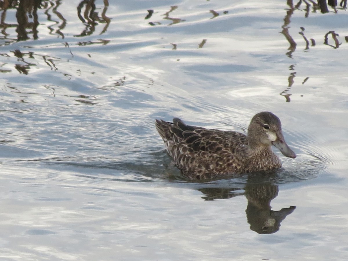 Blue-winged Teal - ML194760021