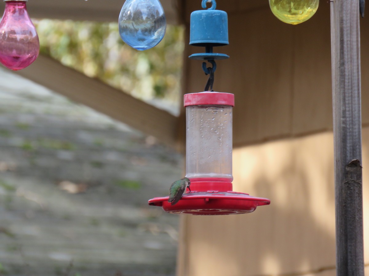 Calliope Hummingbird - ML194762601