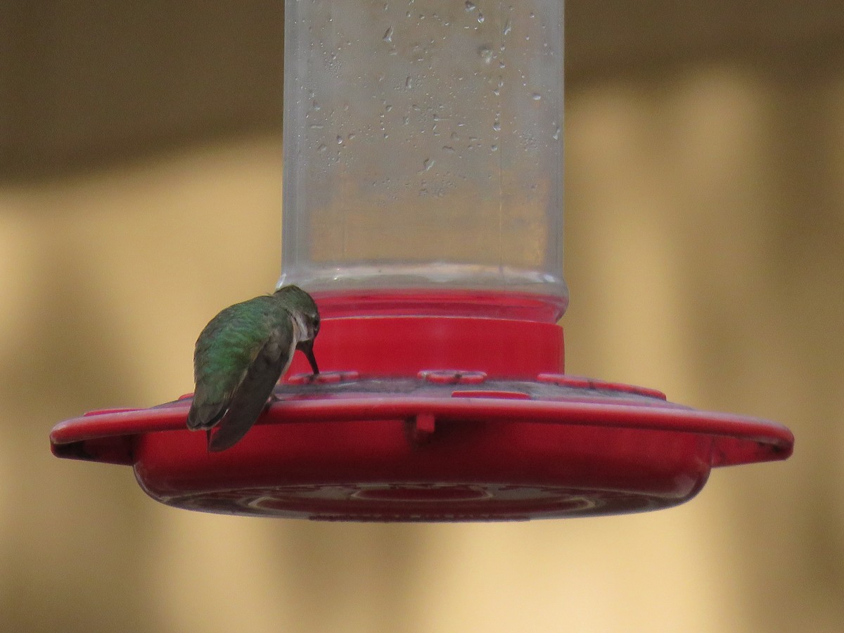 Calliope Hummingbird - ML194762611