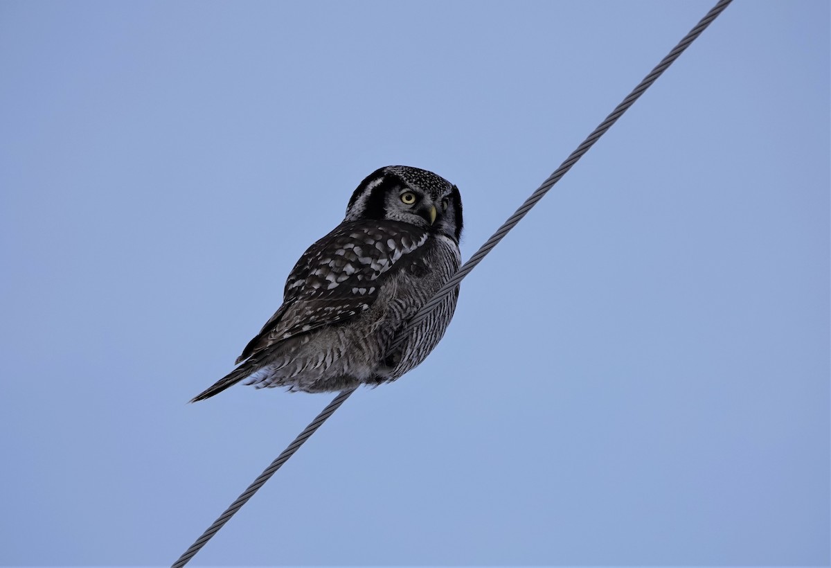 Northern Hawk Owl - Bob Saunders