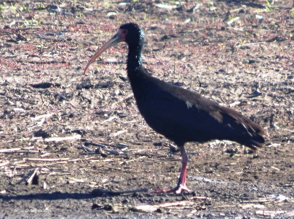 ibis tmavý - ML194772801